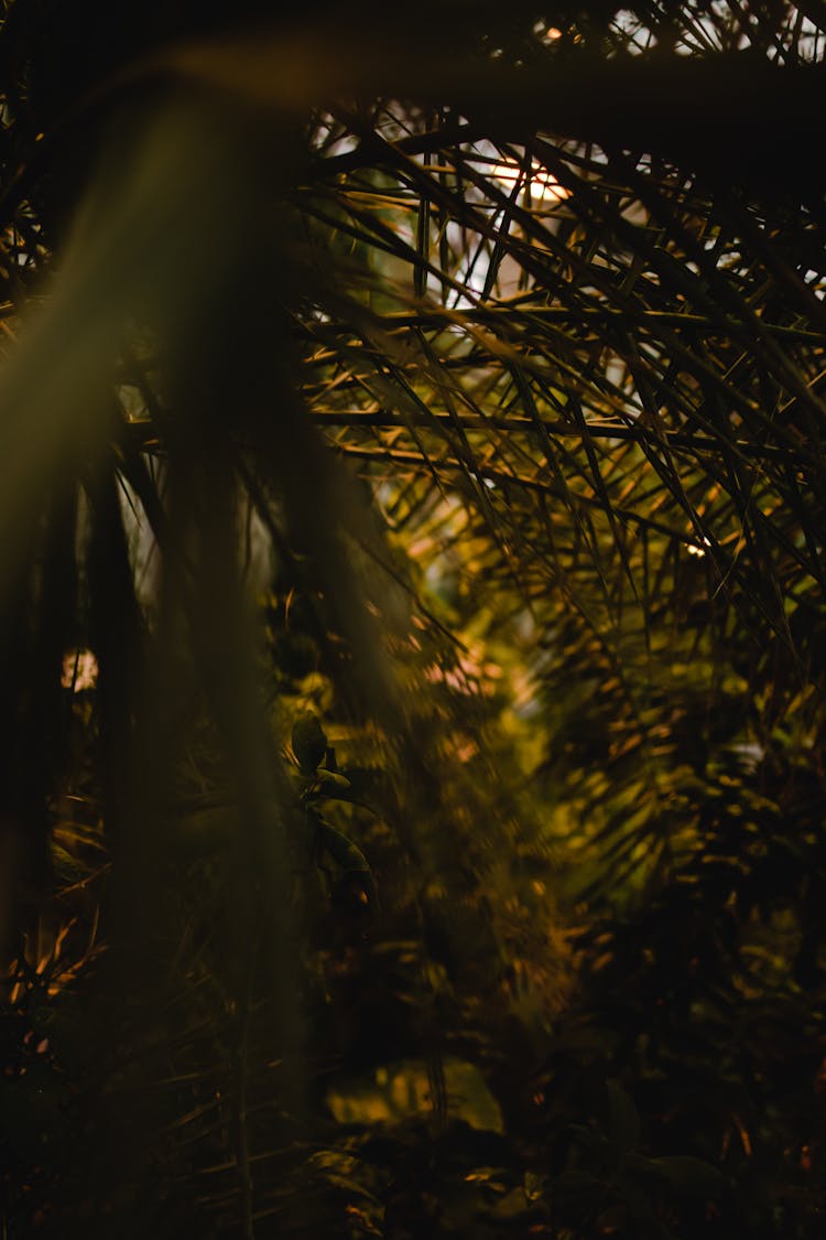 Trees With Green Leaves