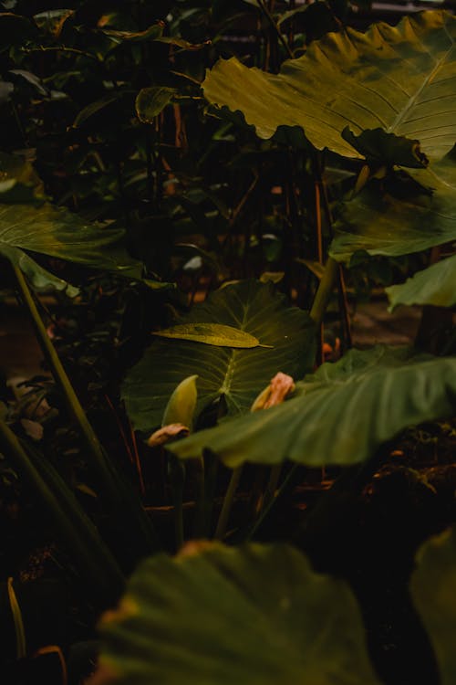 Foto profissional grátis de alocasia, folhas verdes escuras, orelha de elefante