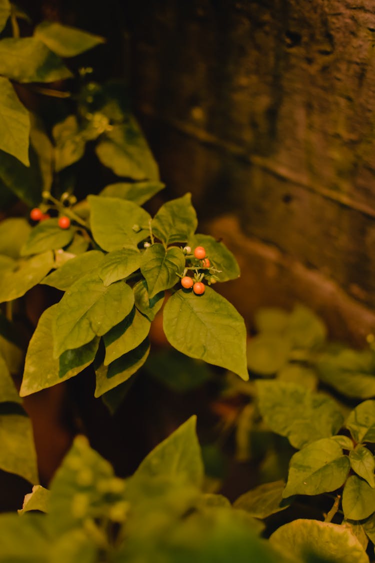 Berries Of A Plant