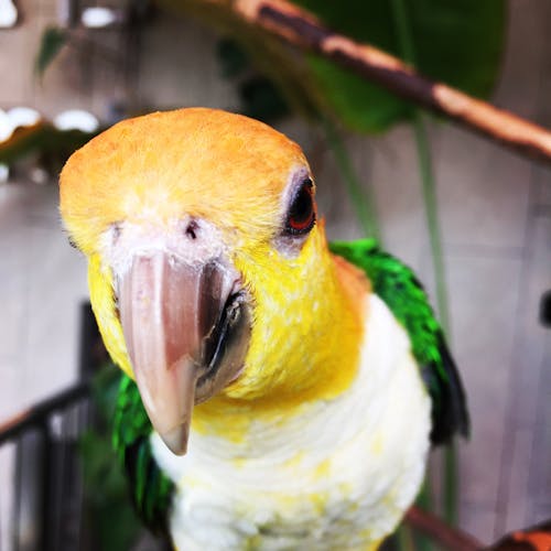 Close-up Photo of a Parakeet Bird