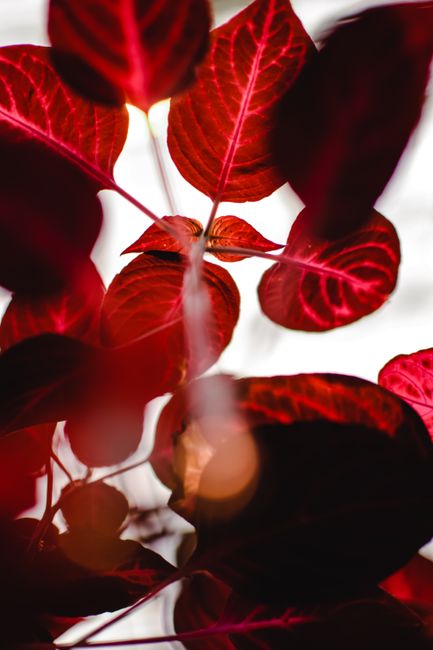 Close-up of bright red leaves illuminated by sunlight, showcasing nature's vibrant beauty.