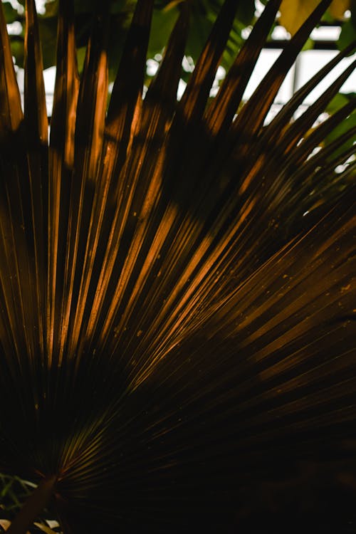 Photos gratuites de fermer, feuilles de palmier, lumière et ombre