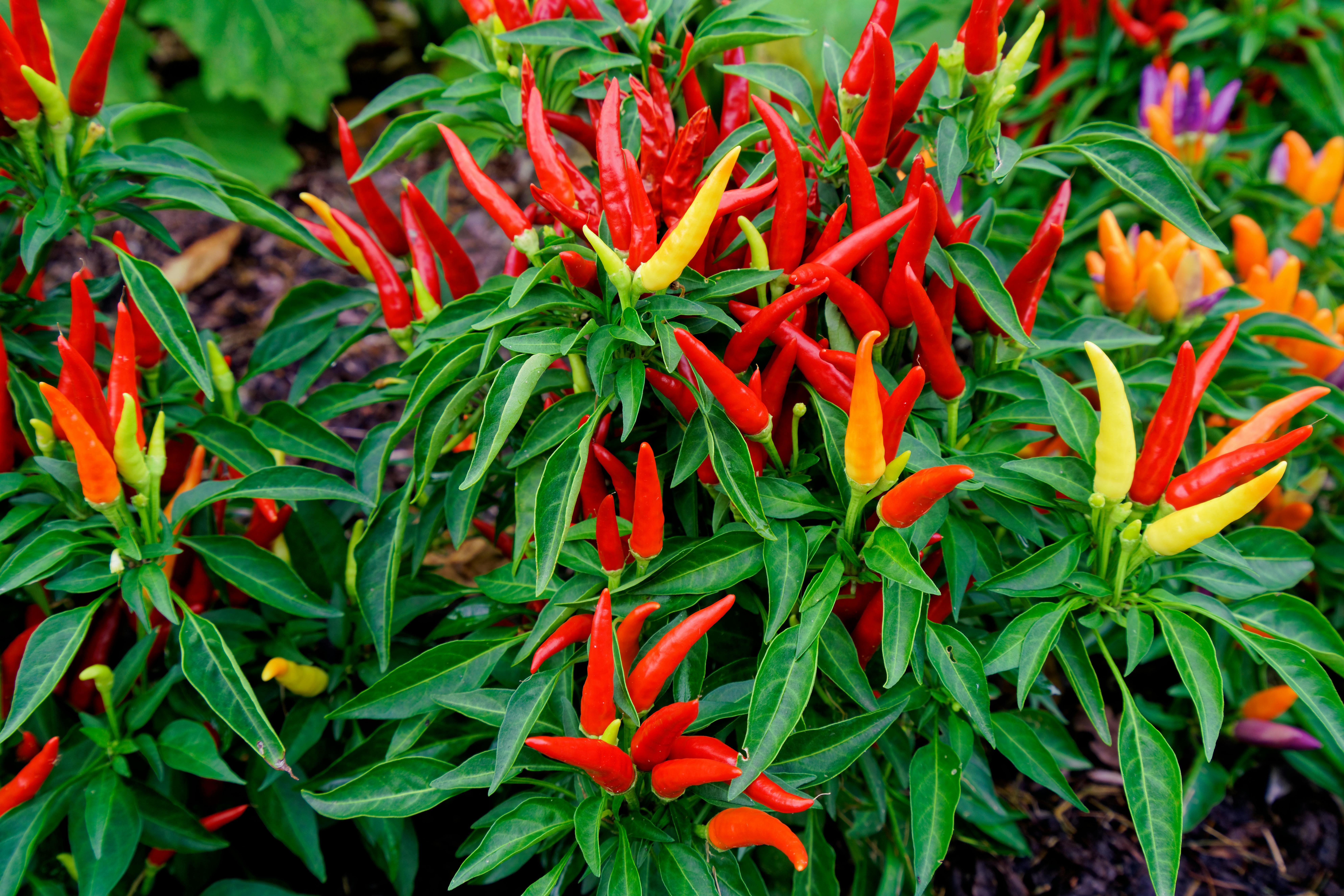 Free stock photo of chilli peppers