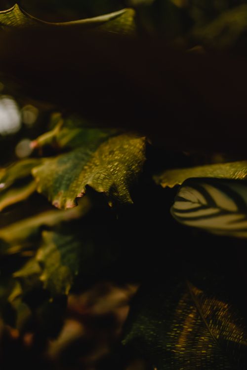 Free Artistic shot of shadowed green leaves with natural texture and light contrasts. Stock Photo