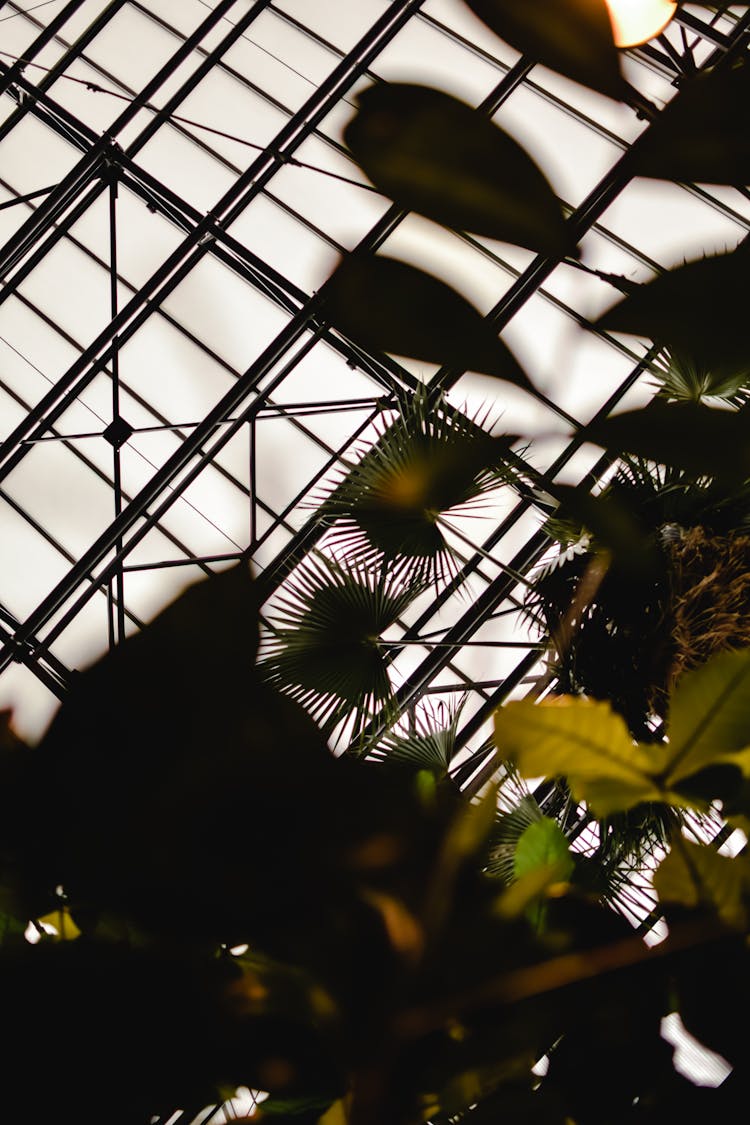 Silhouette Of Leaves Inside A Building