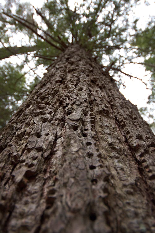 Bokeh Shot of Tree Trunk