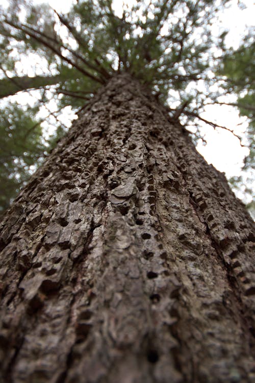 Gratis Fotos de stock gratuitas de tronco de árbol Foto de stock