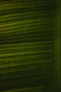 Green and White Stripe Textile