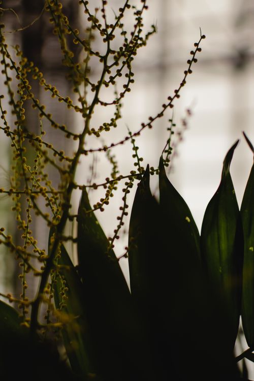 Free Artistic capture of green foliage and intricate branch patterns, offering natural beauty and tranquility. Stock Photo