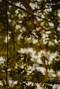 Low-Angle Shot of Tree Leaves