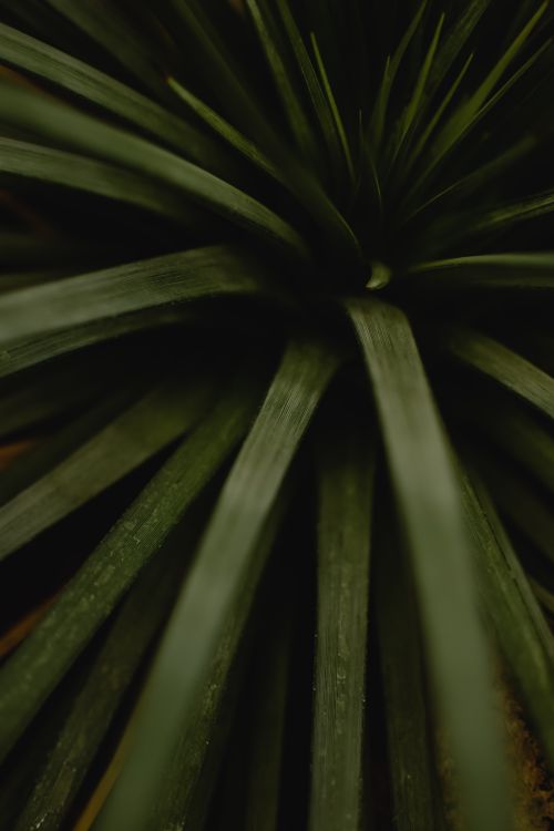 Free Detailed close-up of lush green plant leaves in a vertical composition. Stock Photo