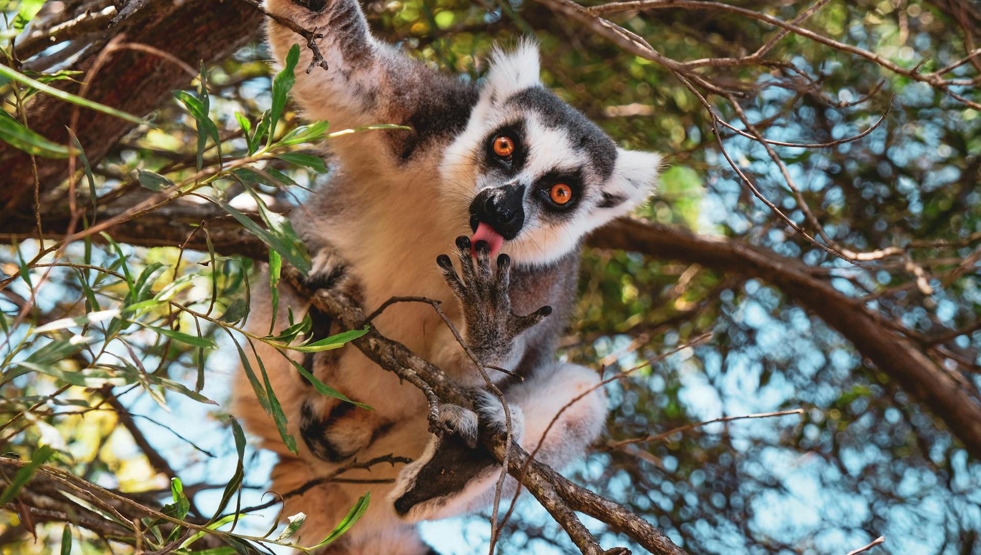 A playful ring-tailed lemur interacts in a vibrant Madagascar forest. Nature and wildlife captured vividly.