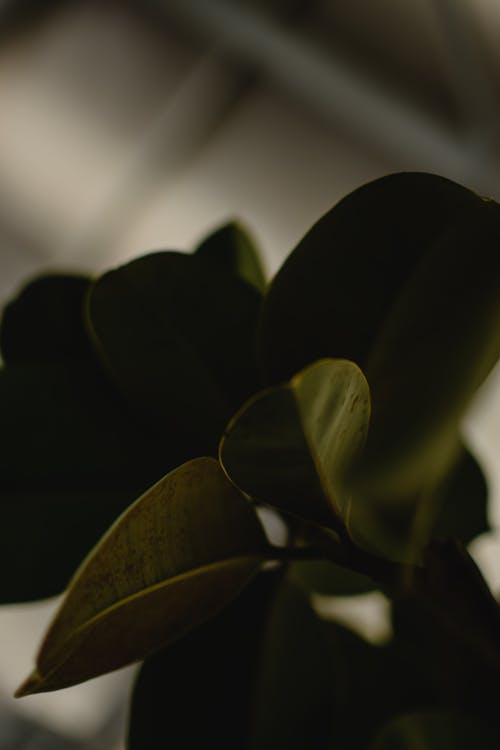 Green Leaves in Close Up Photography