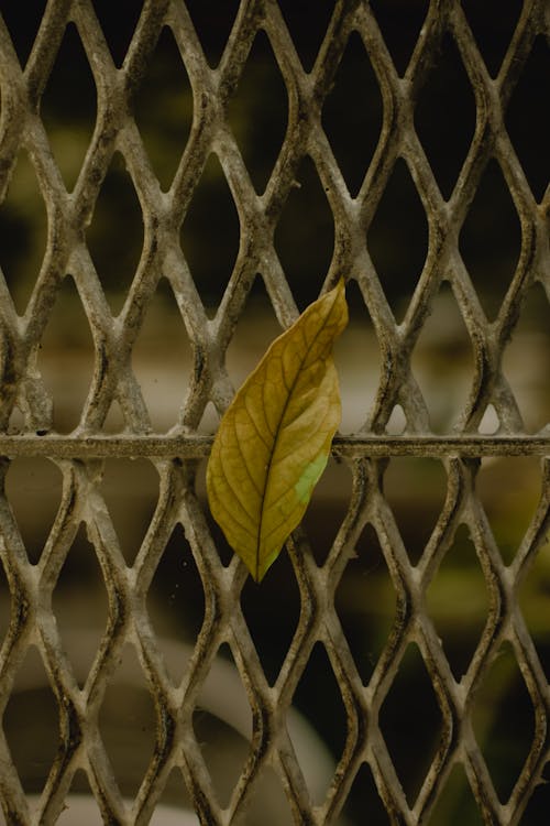Ücretsiz dikey atış, metal çit, Yaprak içeren Ücretsiz stok fotoğraf Stok Fotoğraflar