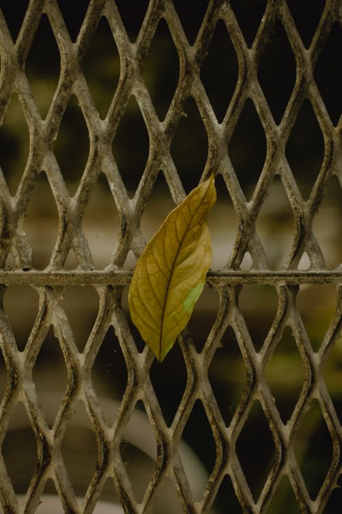 Free Close-up of a weathered leaf caught in a rusty metal fence, highlighting nature and decay. Stock Photo