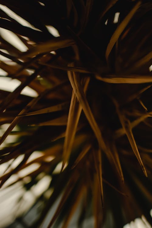 Darmowe zdjęcie z galerii z abstrakcyjny, głębia pola, liście