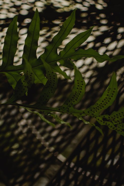 alan derinliği, android duvar kağıdı, bitki içeren Ücretsiz stok fotoğraf