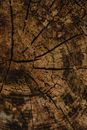Cracks on A Cut Wood Lumber