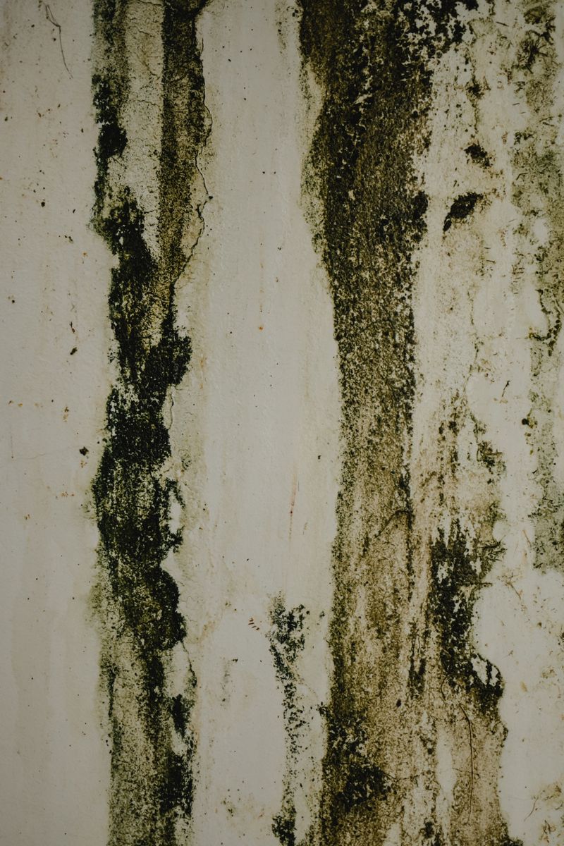 Close-up of mold damage on an interior wall