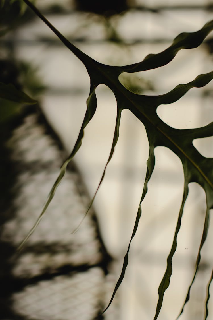 Close Up Photo Of A Leaf