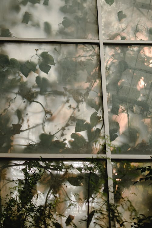 Gratis lagerfoto af drivhus, gennemsigtig, glaspaneler Lagerfoto
