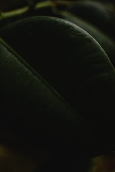 Close-up view of a dark green leaf with a moody atmosphere, showcasing detailed texture.