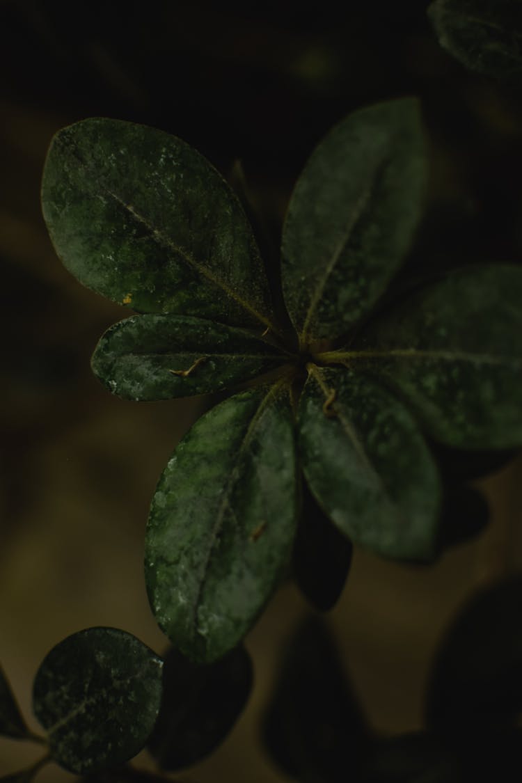 Green Plant In Close Up Photography