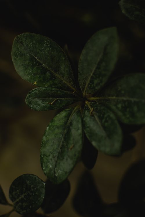 Free Moody close-up photo of plant leaves with dark green tones, perfect for natural themes. Stock Photo
