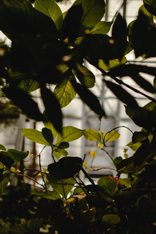 Free Sunlit leaves create vibrant patterns in an Estonian greenhouse. Nature's artwork on display. Stock Photo