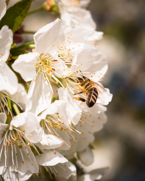 Free Close-up of a bee pollinating white cherry blossoms in springtime. Stock Photo