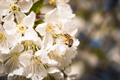 A Bee Pollinating Prunus Cerasus Flowers