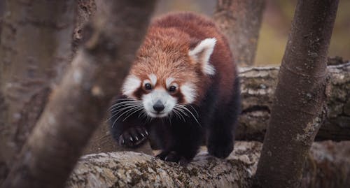 Lesser panda with fluffy fur and claws strolling on dry tree trunk while looking at camera in zoological garden