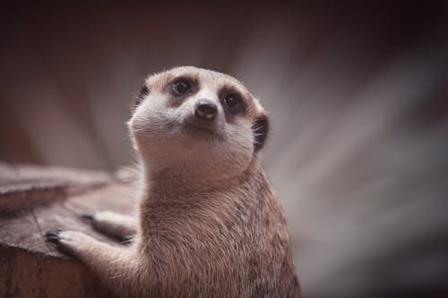 Free Meerkat with fluffy fur in zoological garden Stock Photo