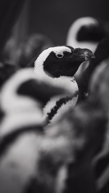 Fotomural Imagen en blanco y negro de un pingüino africano con fondo borroso, mostrando su plumaje distintivo.