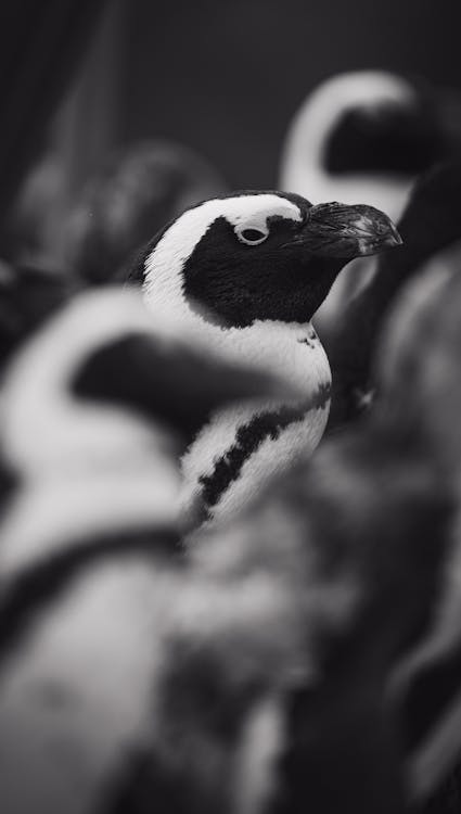 Free Black and white of Cape penguin with smooth plumage and big beak in zoological garden Stock Photo