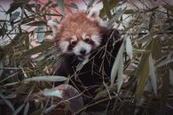 Red panda eating bamboo leaves in zoo