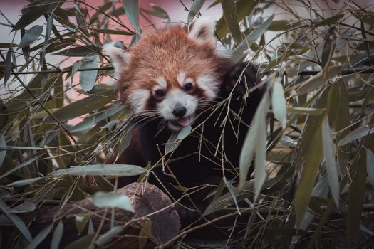 Red panda eating bamboo leaves in zoo