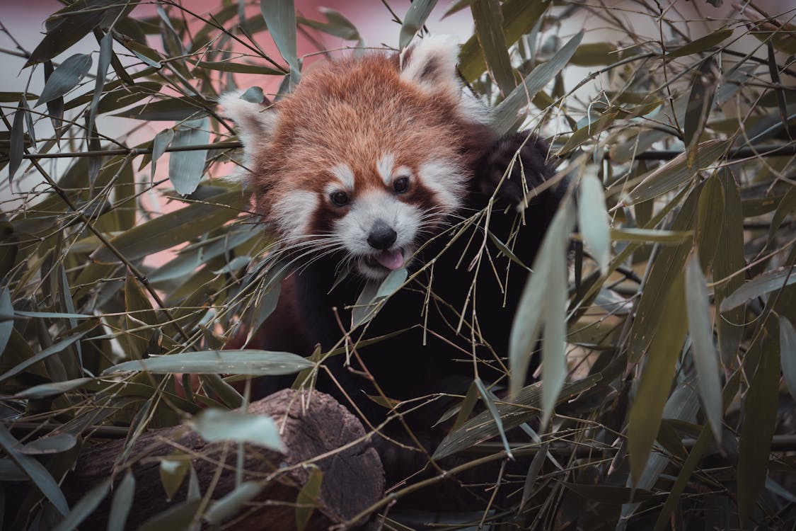 Free Red panda eating bamboo leaves in zoo Stock Photo
