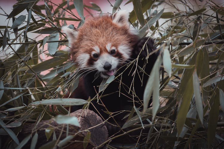 Red Panda Eating Bamboo Leaves In Zoo