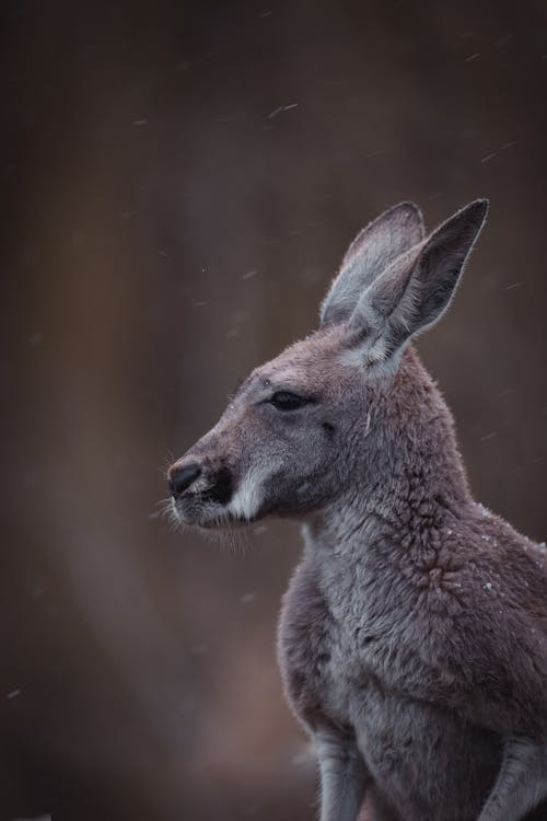 Free Kangaroo with elongated muzzle and fluffy grey fur looking away in zoo on blurred background Stock Photo
