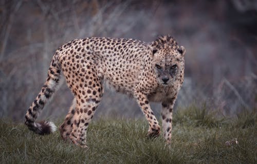 Powerful cheetah with spotted coat looking at camera while standing on lawn in savannah on blurred background