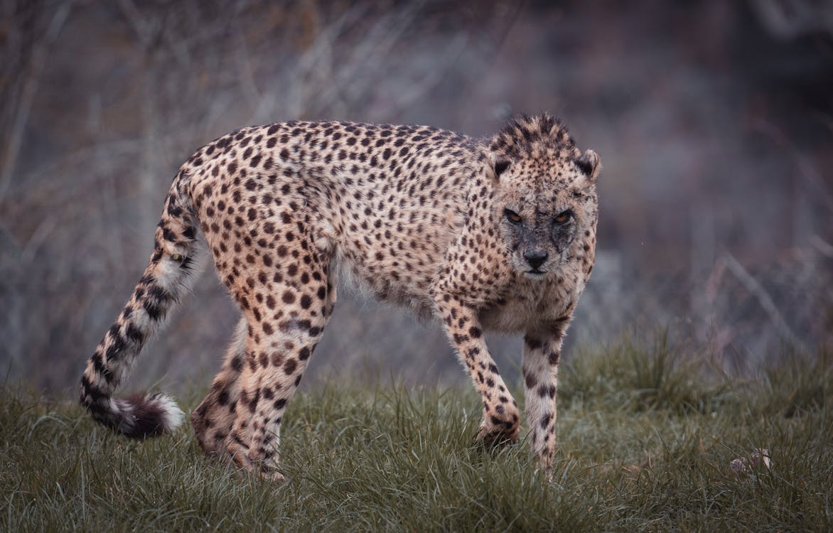 Free Powerful cheetah with spotted coat looking at camera while standing on lawn in savannah on blurred background Stock Photo