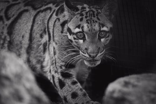 Dangerous leopard with spotted coat in zoo