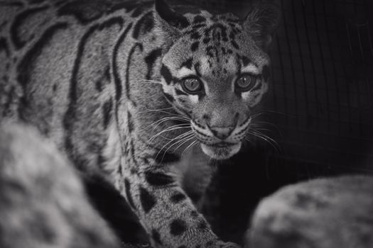Black and white of clouded leopard with blots on smooth coat looking at camera between stones