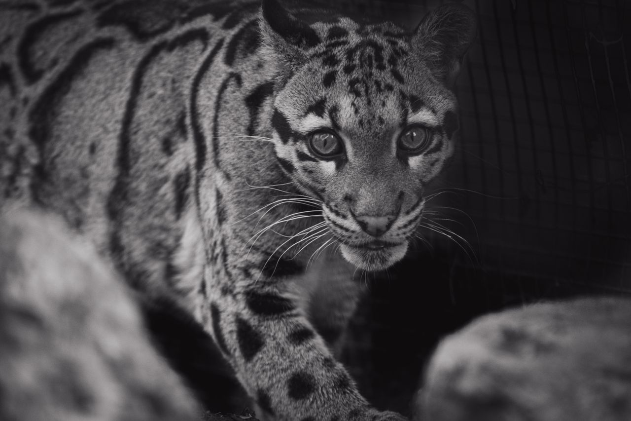 black and white of clouded leopard with blots on smooth coat looking a