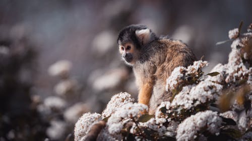 Free Squirrel monkey with fluffy fur sitting against blossoming flowers while looking away in zoological garden Stock Photo