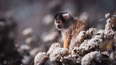 Squirrel monkey with fluffy fur sitting against blossoming flowers while looking away in zoological garden