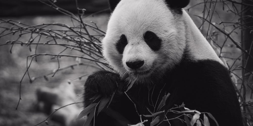 Nồi Chiên Không Dầu 5L Bear - Giải Pháp Hoàn Hảo cho Mọi Gia Đình