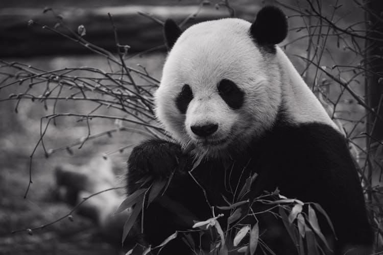 Panda Bear Eating Bamboo Leaves In Zoo