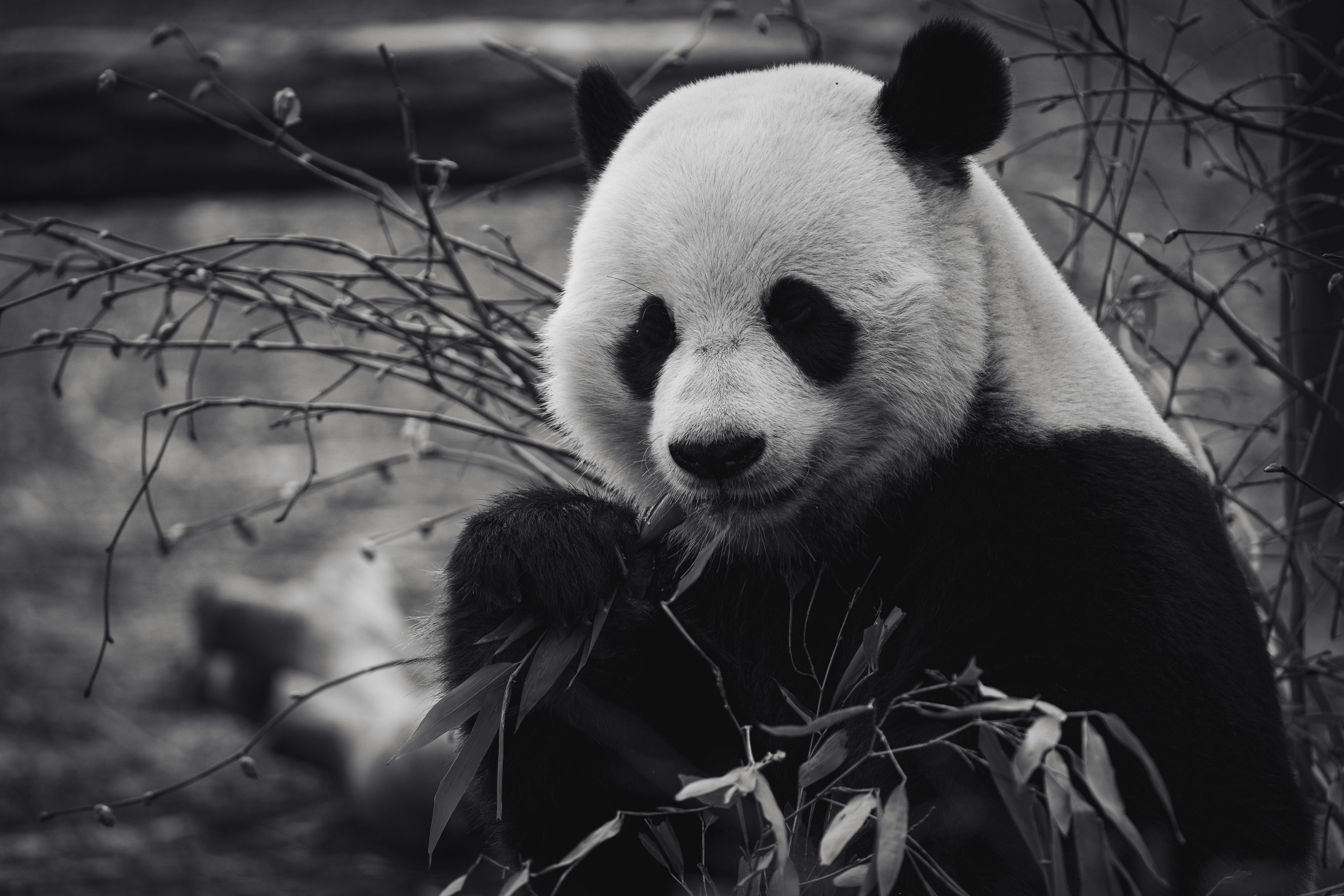 144+ Thousand Cute Panda Royalty-Free Images, Stock Photos & Pictures